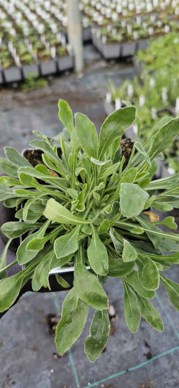 Campanula bellidifolia subsp. aucheri 2 Campanula bellidifolia subsp. aucheri