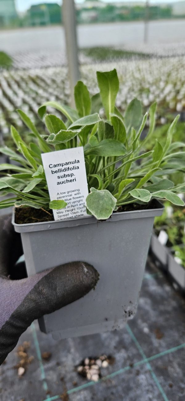 Campanula bellidifolia subsp. aucheri 3 Campanula bellidifolia subsp. aucheri