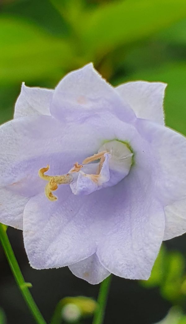 Campanula cochlearifolia 'Elizabeth Oliver'2 Campanula cochlearifolia 'Elizabeth Oliver'