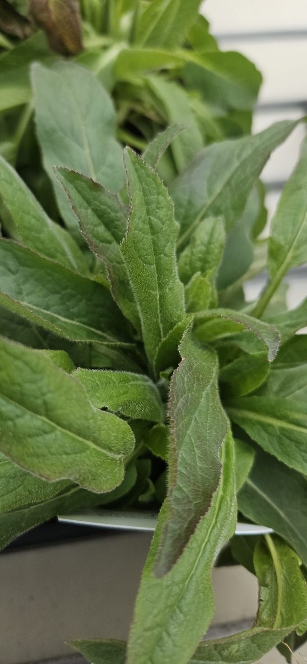 Campanula glomerata 'Freya'