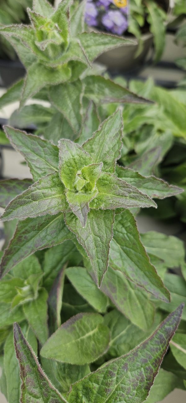 Campanula glomerata 'Freya'