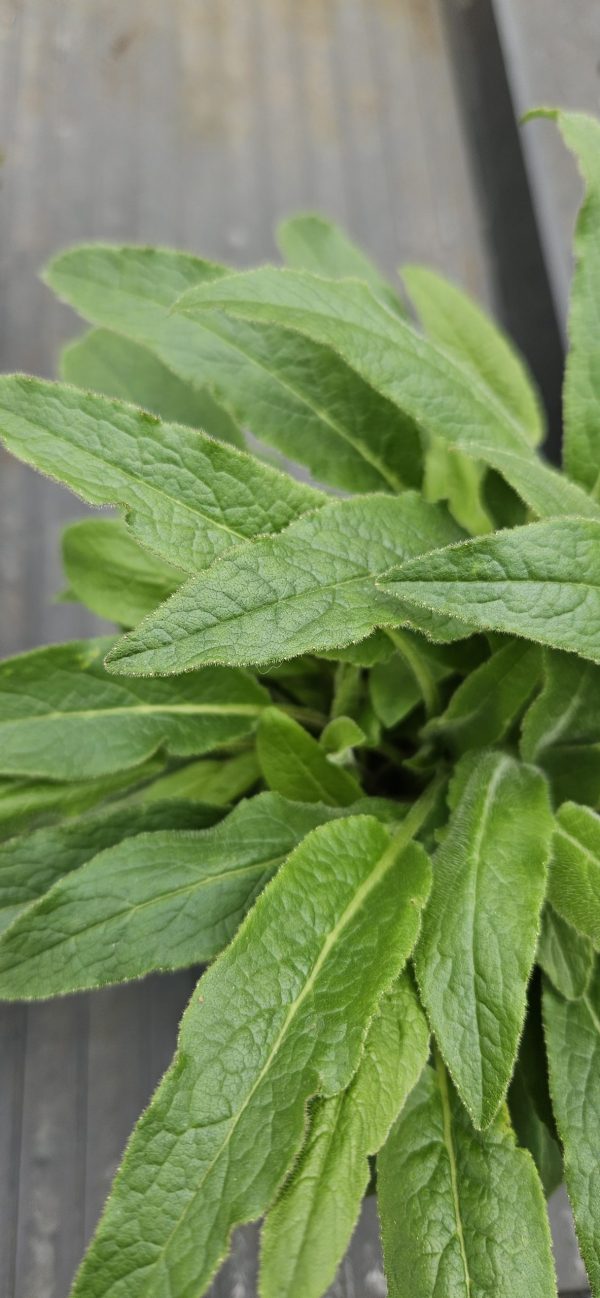 Campanula glomerata 'Genti Twisterbell'