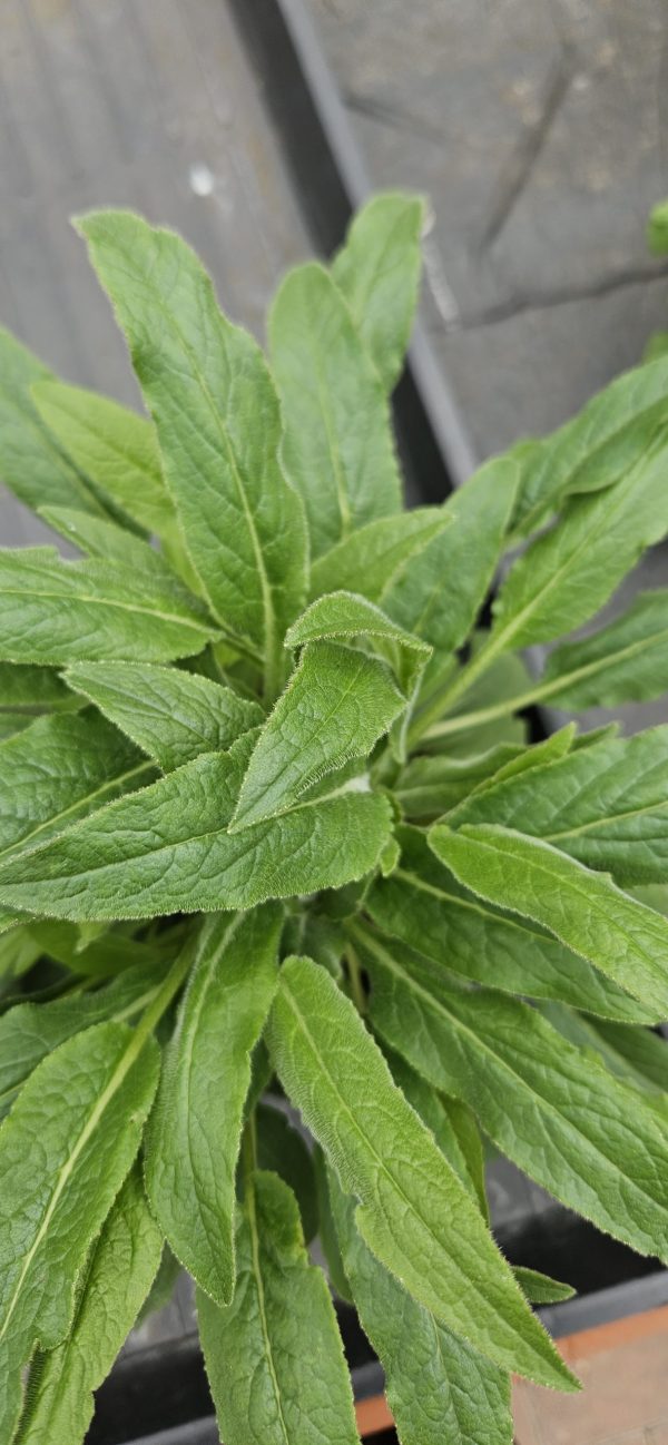 Campanula glomerata 'Genti Twisterbell'
