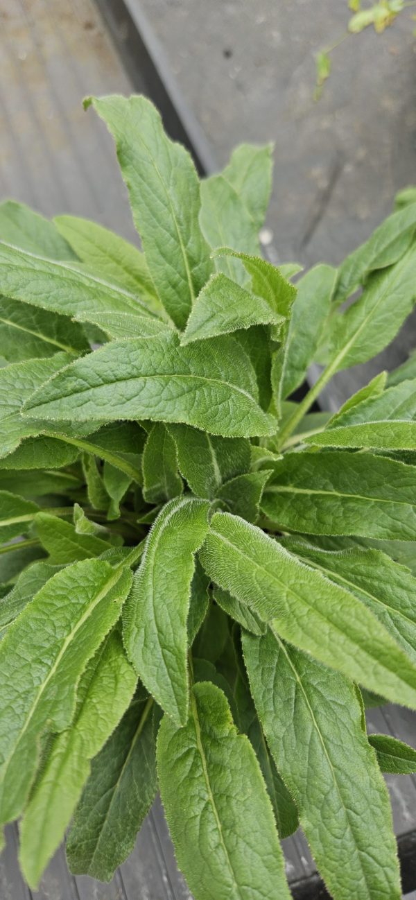 Campanula glomerata 'Genti Twisterbell'