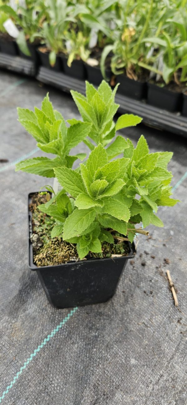 Campanula lactiflora 'Loddon Anna'