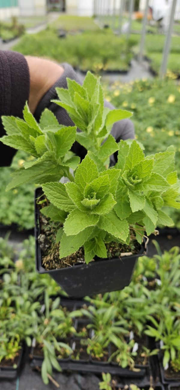 Campanula lactiflora 'Loddon Anna'