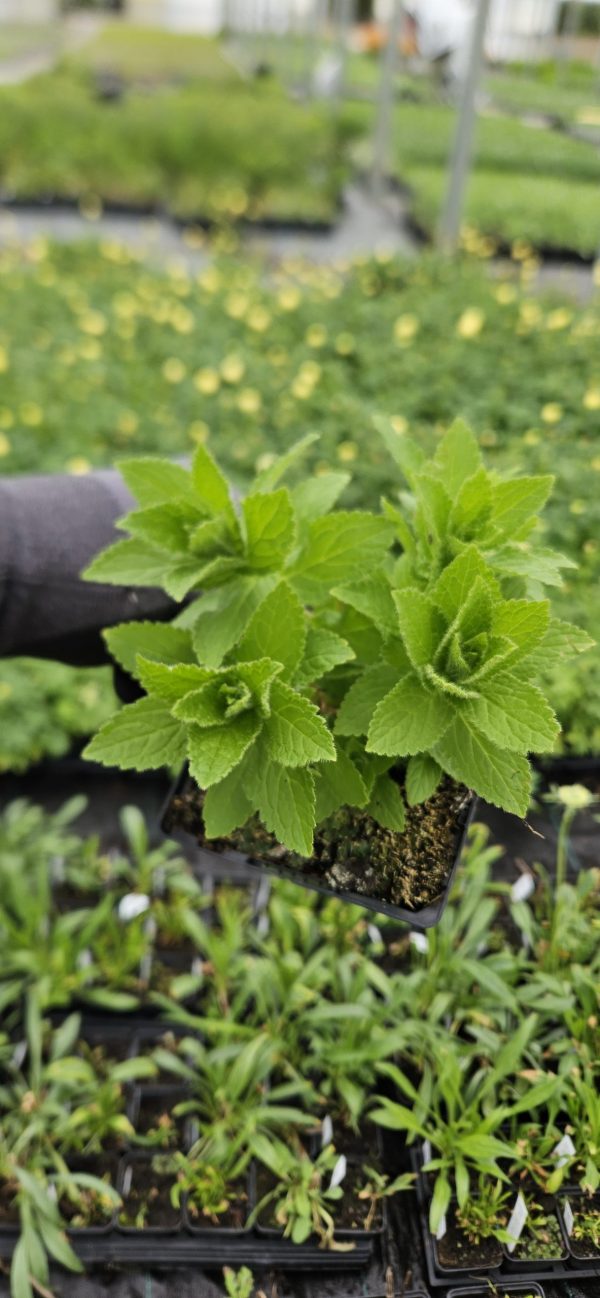 Campanula lactiflora 'Loddon Anna'