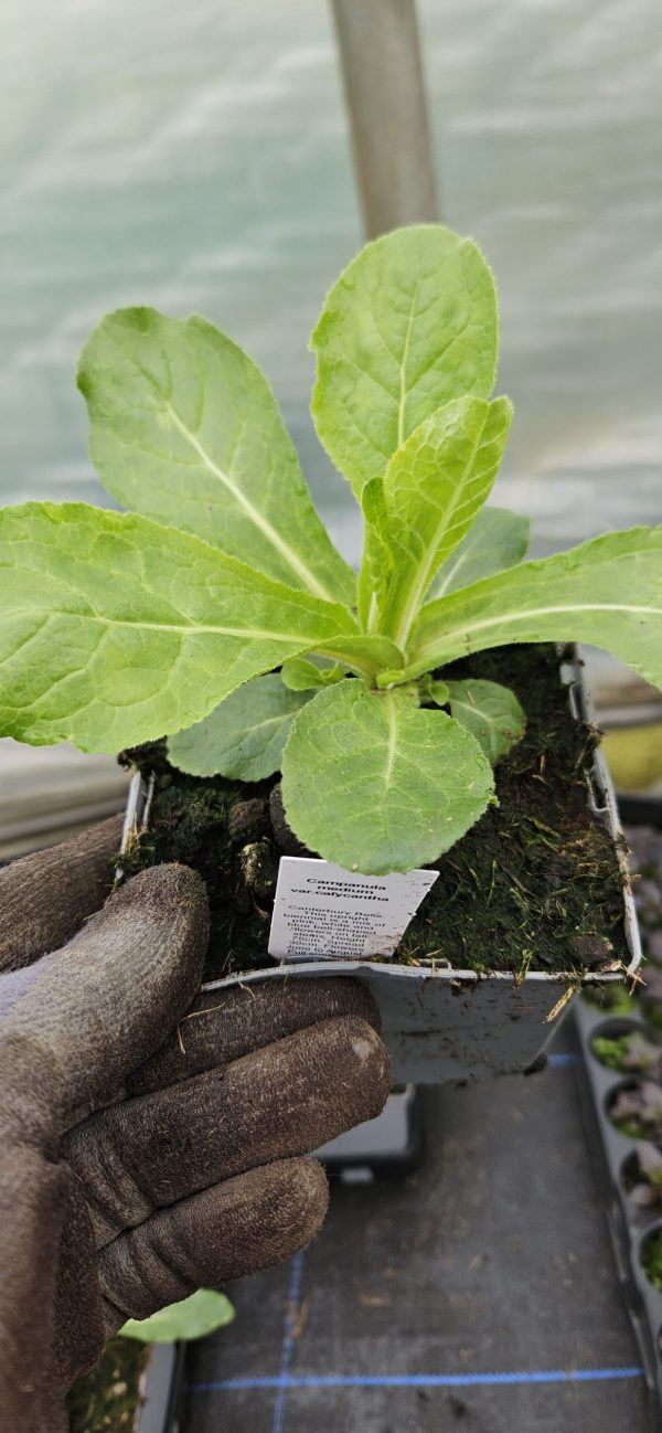 Campanula medium var. calycanthema
