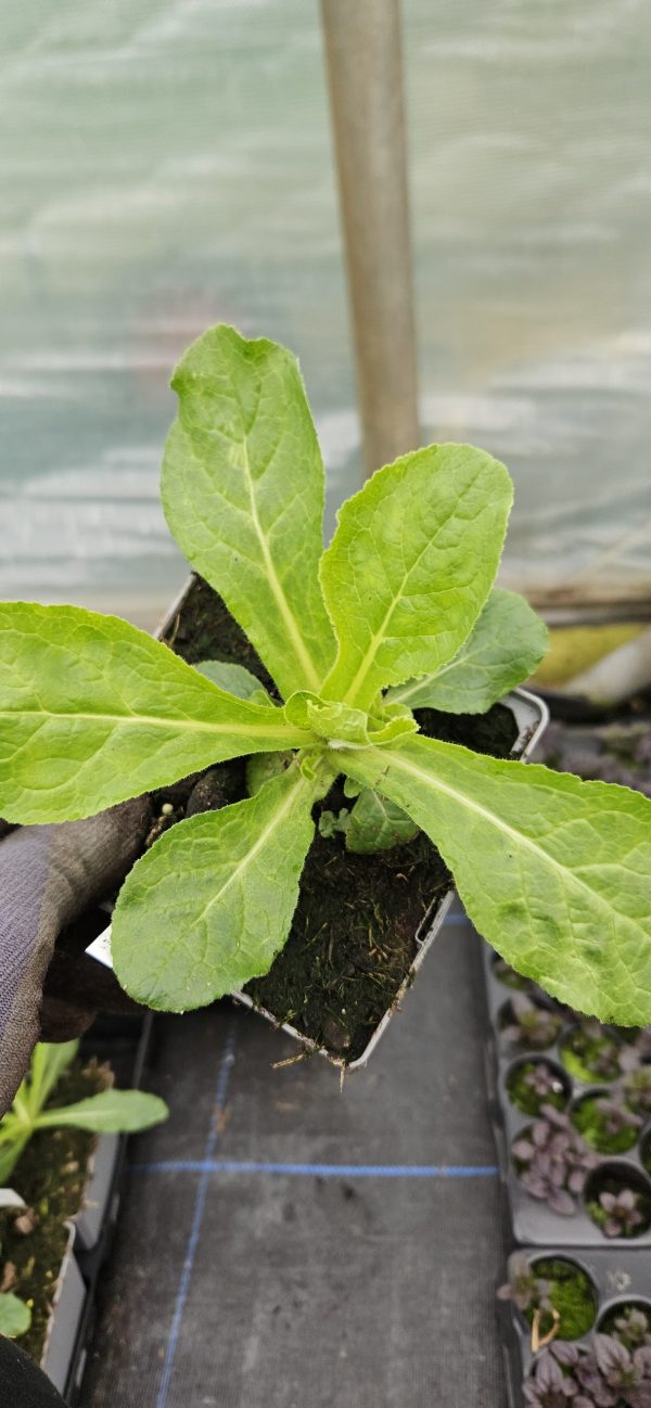 Campanula medium var. calycanthema