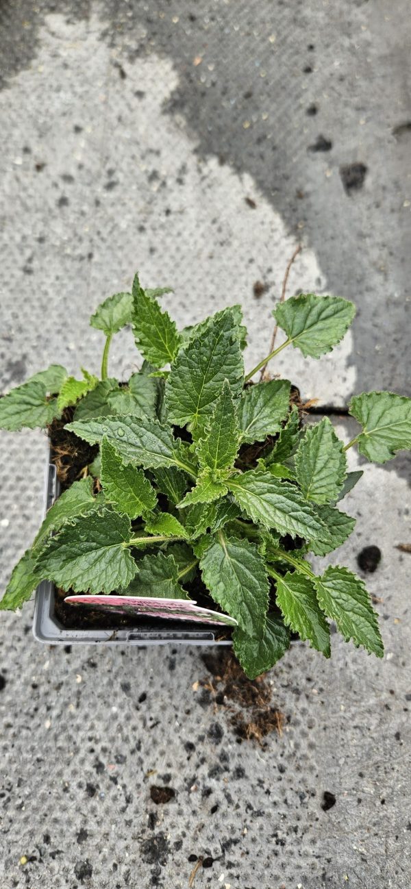 Campanula punctata 'Pink Chimes'