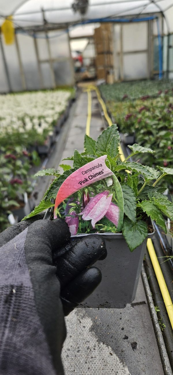 Campanula punctata 'Pink Chimes'