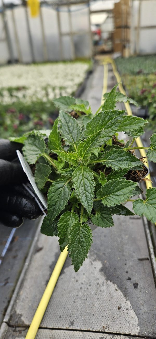 Campanula punctata 'Pink Chimes'