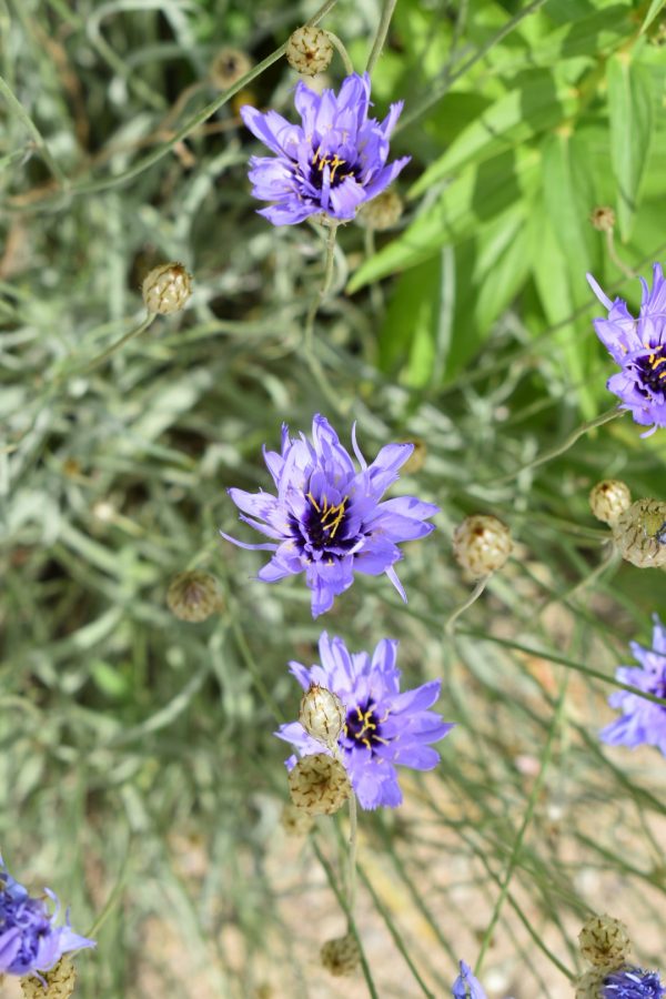 Catananche caerulea Catananche caerulea