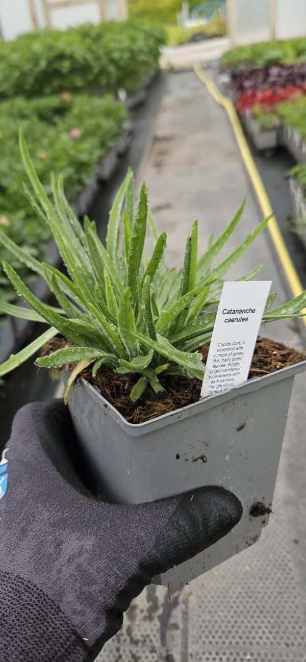 Catananche caerulea2 Catananche caerulea