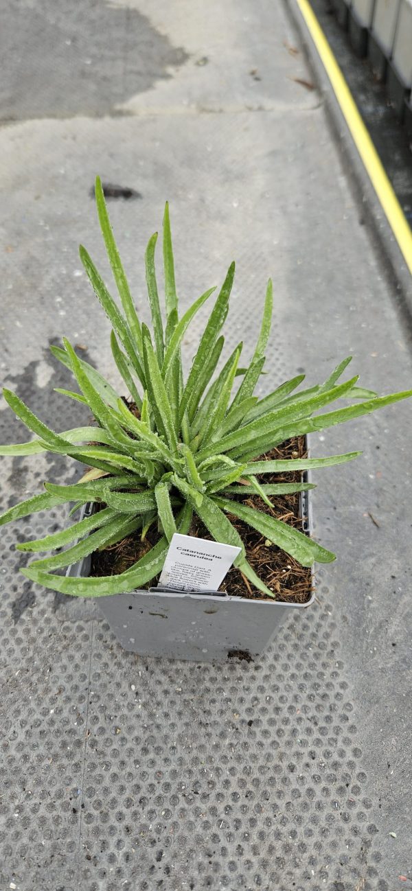 Catananche caerulea3 Catananche caerulea