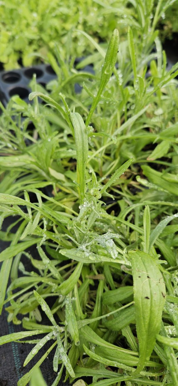 Centaurea cyanus 'Goliath Blue' Centaurea cyanus 'Goliath Blue'