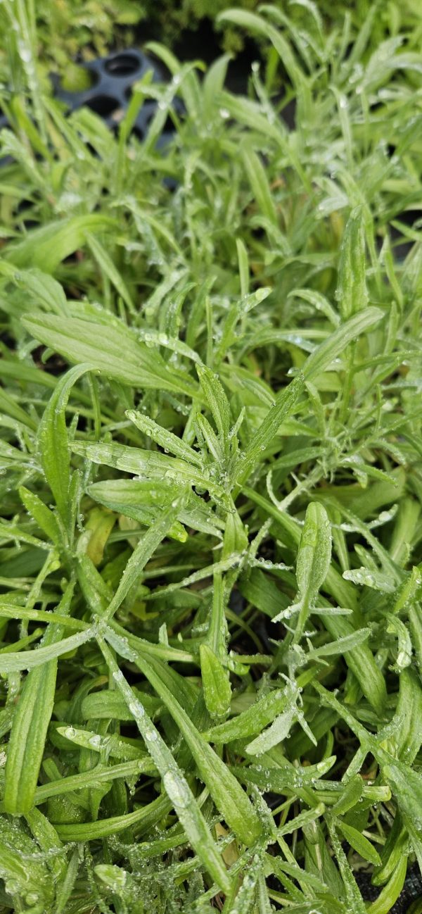 Centaurea cyanus 'Goliath Blue'2 Centaurea cyanus 'Goliath Blue'