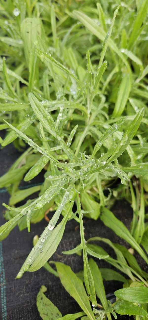 Centaurea cyanus 'Goliath Blue'3 Centaurea cyanus 'Goliath Blue'