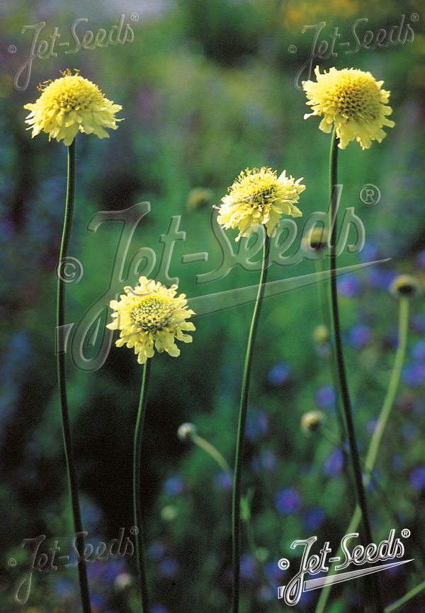 Cephalaria gigantea2 Cephalaria gigantea