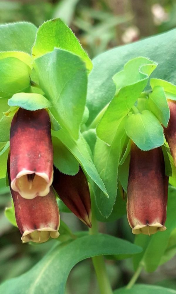 Cerinthe major 'Rhubarb and Custard'