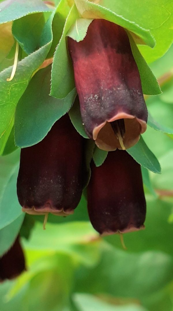 Cerinthe major 'Rhubarb and Custard'