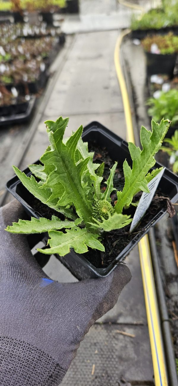 Cirsium rivulare 'Frosted Magic'2 Cirsium rivulare 'Frosted Magic'