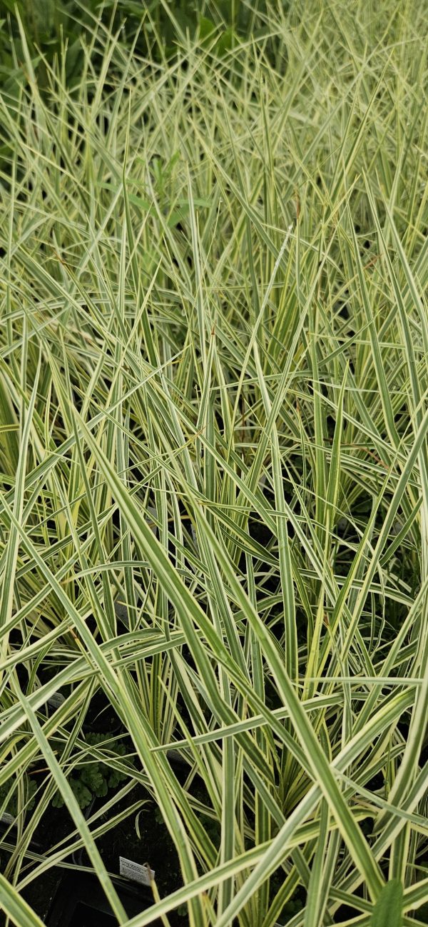 Cordyline 'Lime Passion' Cordyline 'Lime Passion'