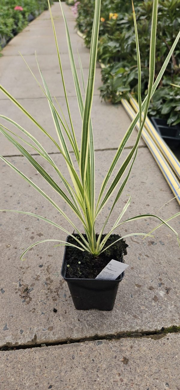 Cordyline 'Lime Passion'2 Cordyline 'Lime Passion'