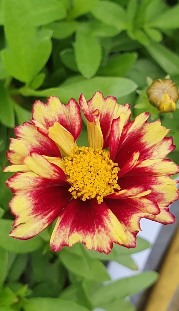 Coreopsis 'Solanna Sunset Burst'