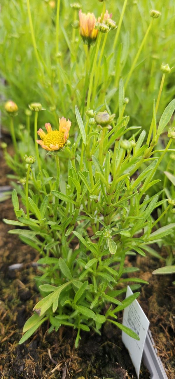 Coreopsis verticillata 'Crème Caramel'