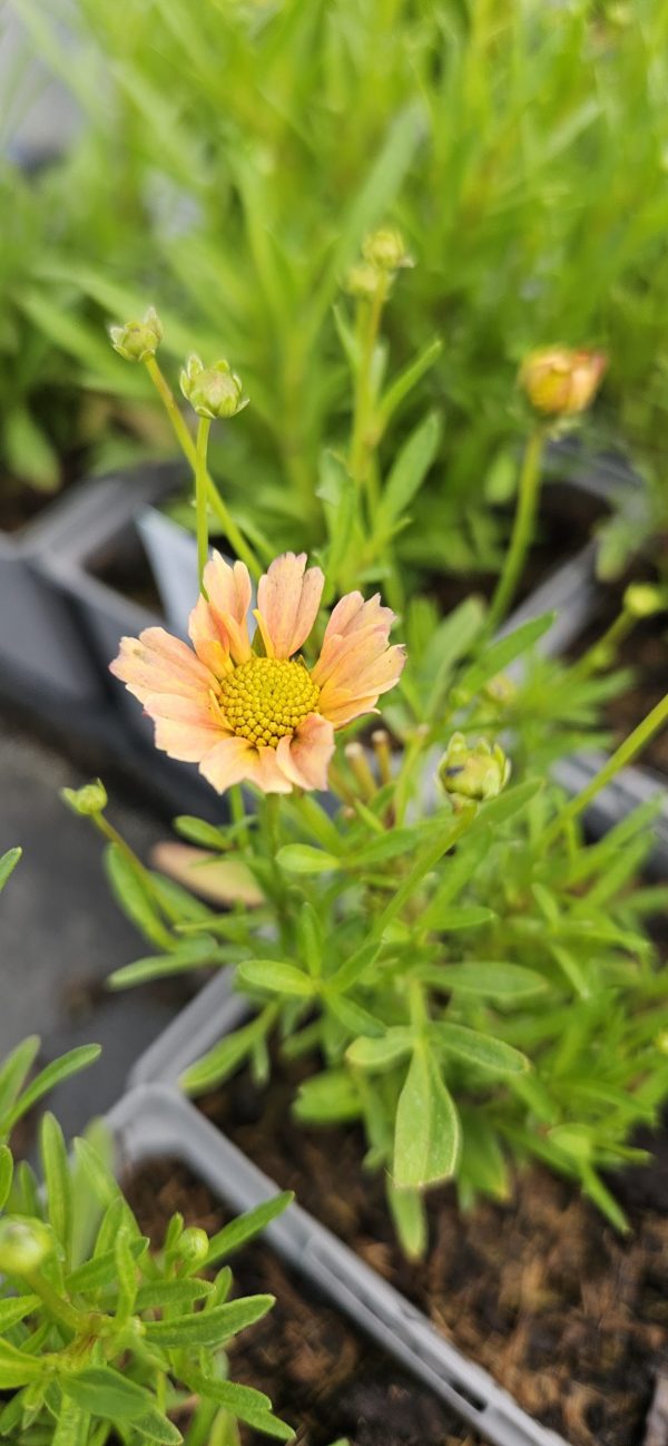 Coreopsis verticillata 'Crème Caramel'