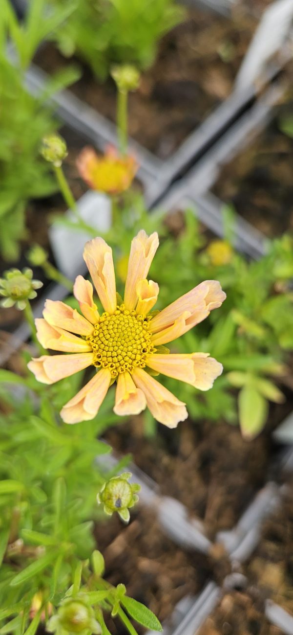 Coreopsis verticillata 'Crème Caramel'