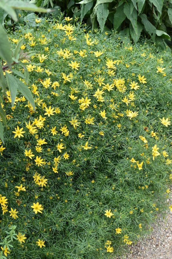 Coreopsis verticillata 'Zagreb'