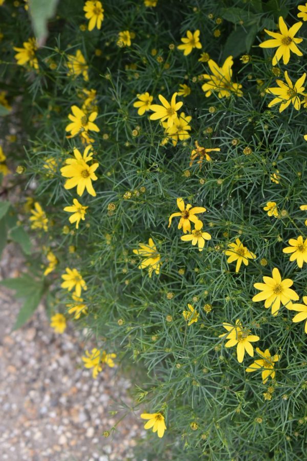 Coreopsis verticillata 'Zagreb'