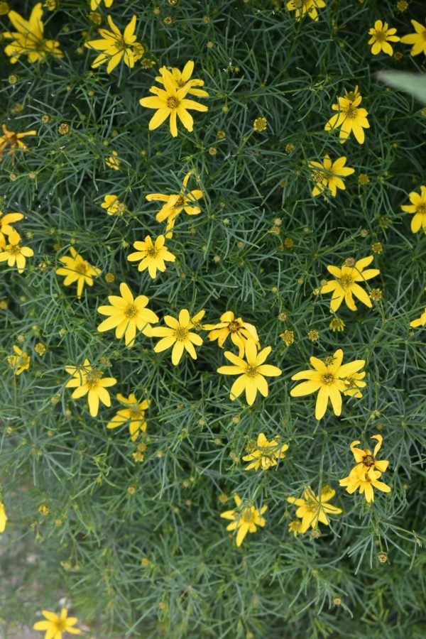 Coreopsis verticillata 'Zagreb'