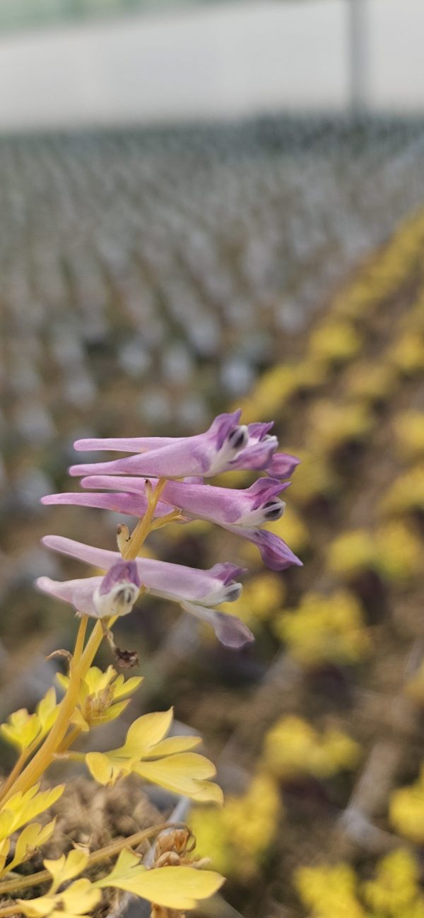 Corydalis 'Berry Exciting'