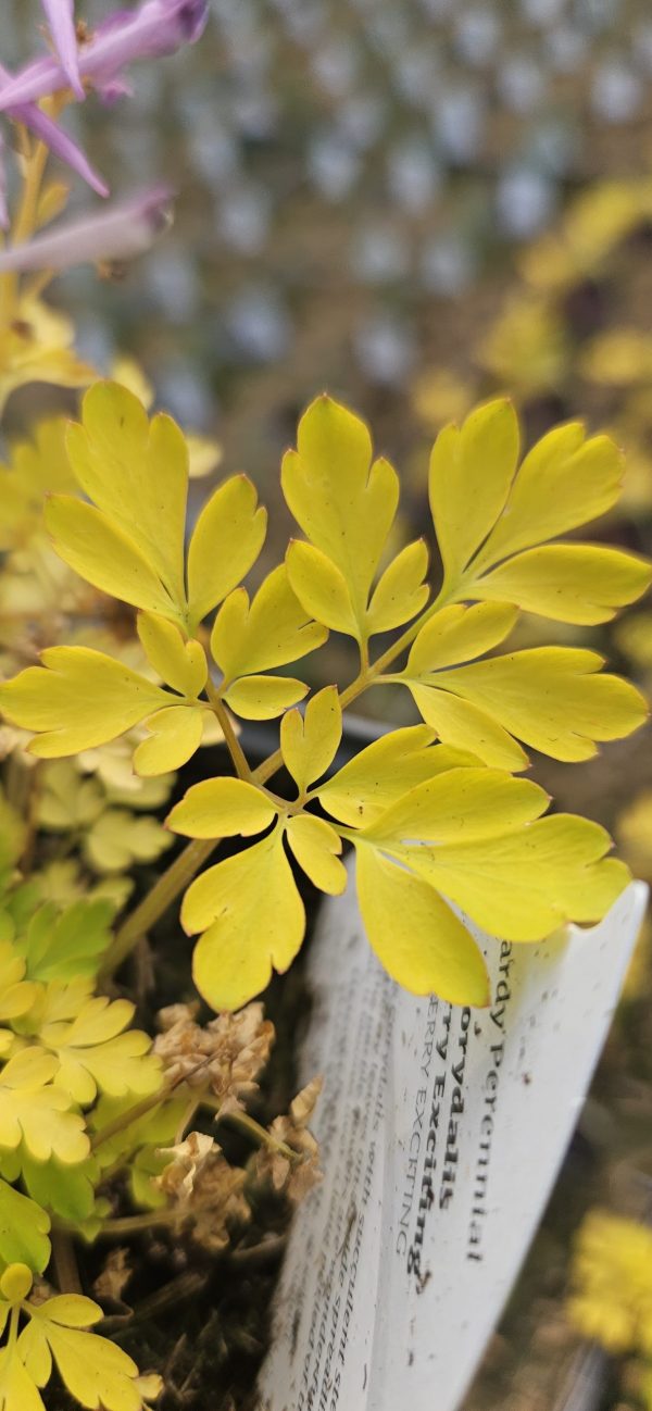 Corydalis 'Berry Exciting'