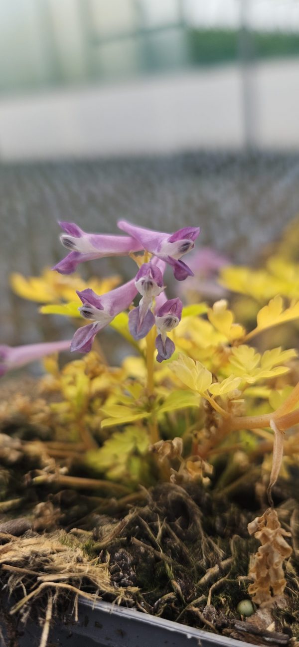Corydalis 'Berry Exciting'