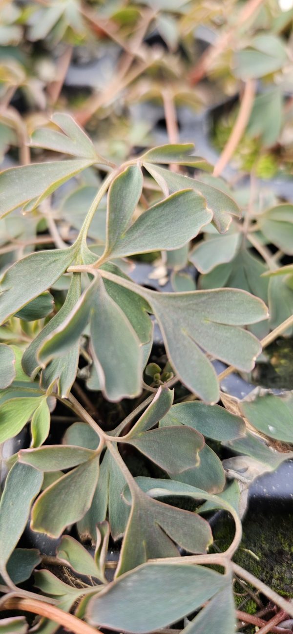 Corydalis flexuosa 'Porcelain Blue'