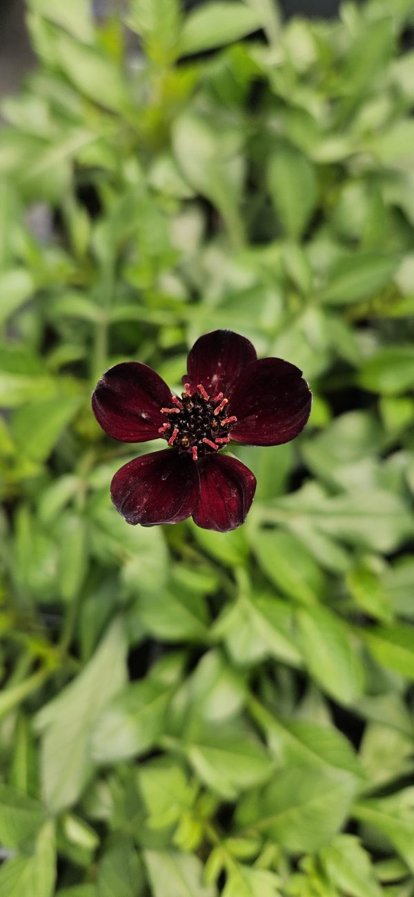 Cosmos atrosanguineus