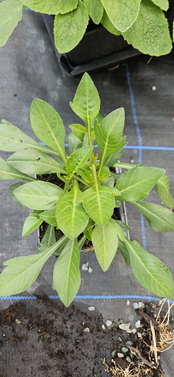 Cosmos atrosanguineus 'Eclipse'