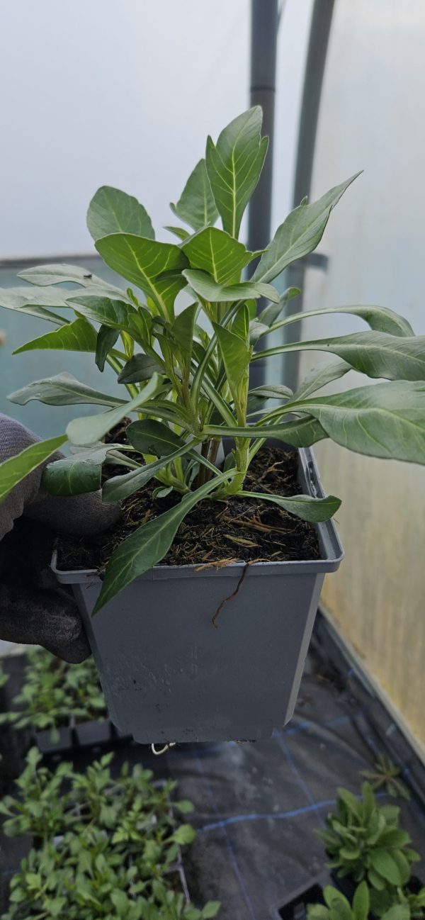 Cosmos atrosanguineus 'Eclipse'