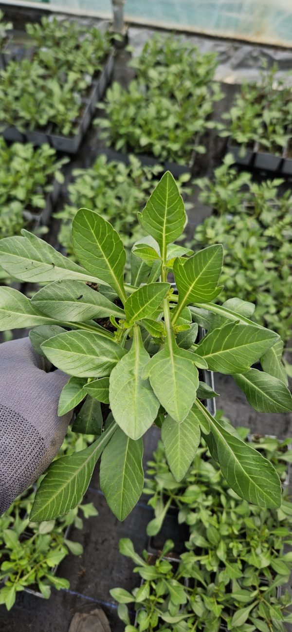 Cosmos atrosanguineus 'Eclipse'