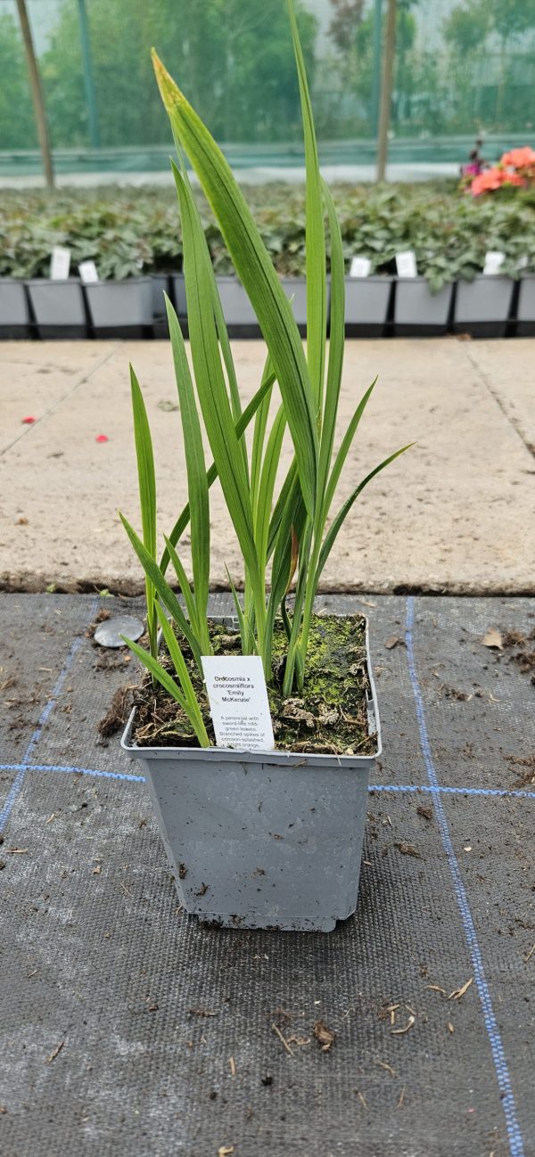 Crocosmia 'Emily Mckenzie'