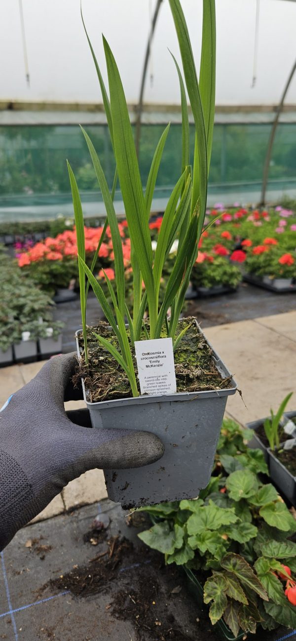 Crocosmia 'Emily Mckenzie'