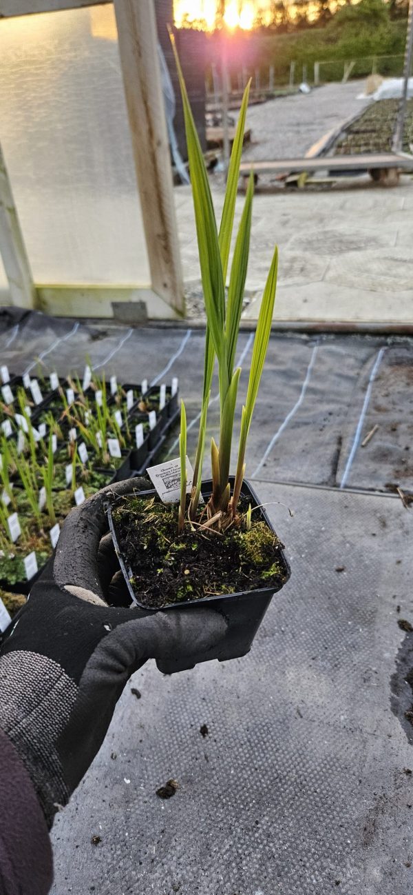 Crocosmia Firestars 'Diablo'
