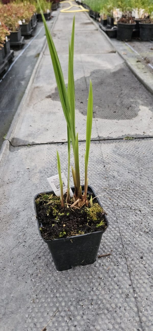 Crocosmia Firestars 'Diablo'