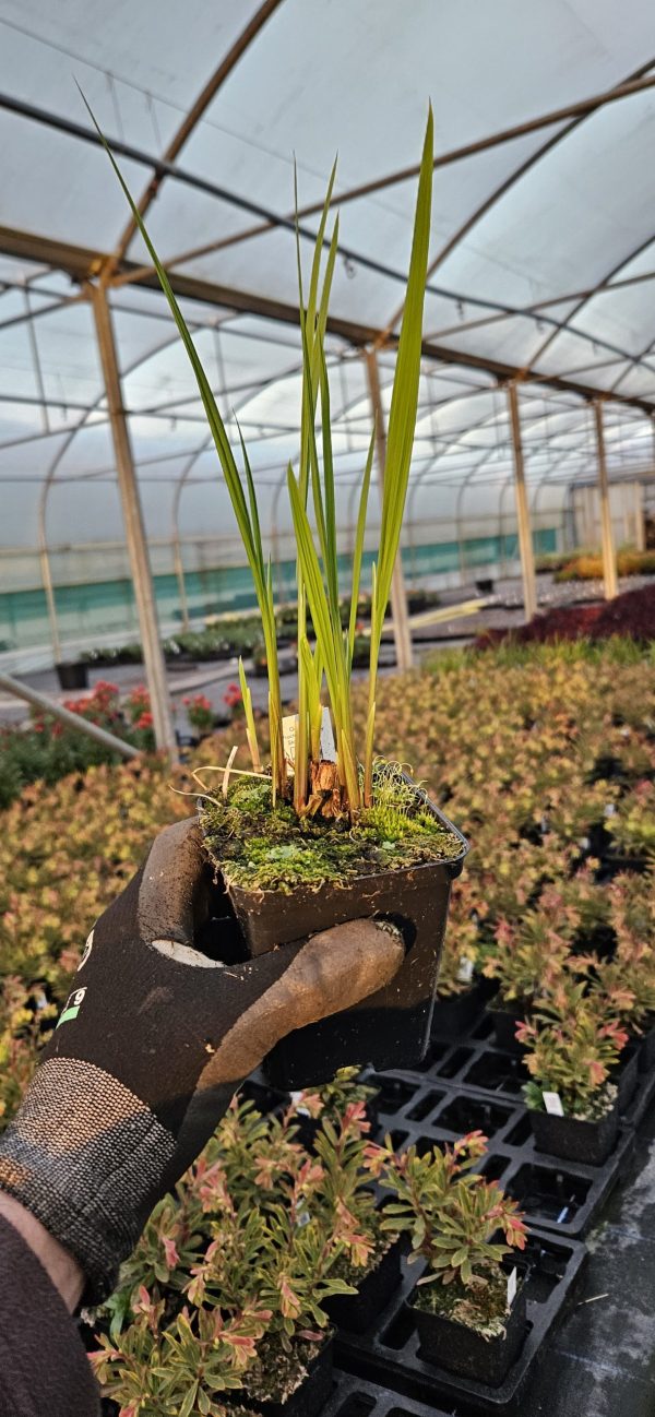Crocosmia 'Hellfire' Crocosmia 'Hellfire'