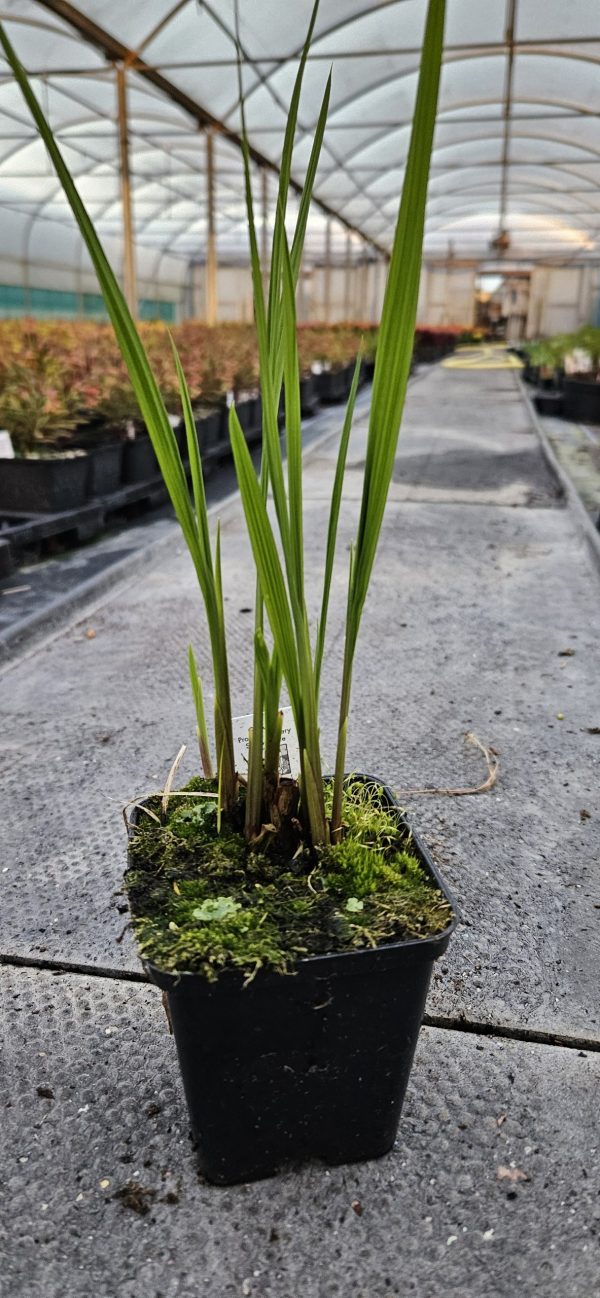 Crocosmia 'Hellfire'2 Crocosmia 'Hellfire'