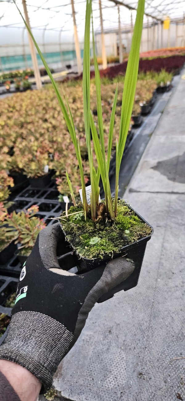 Crocosmia 'Hellfire'3 Crocosmia 'Hellfire'